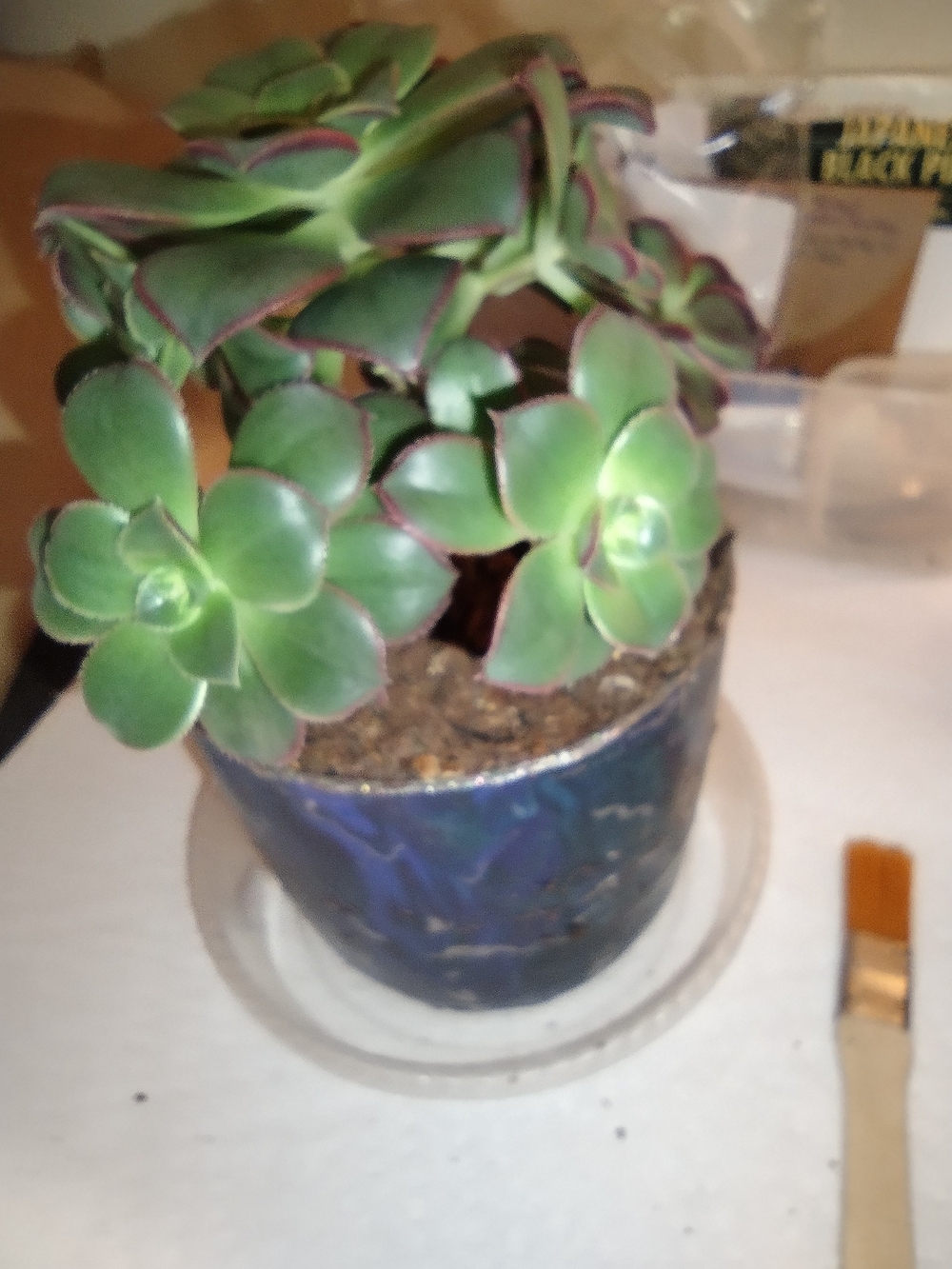 Live "Aeonium Kiwi" Succulent Potted